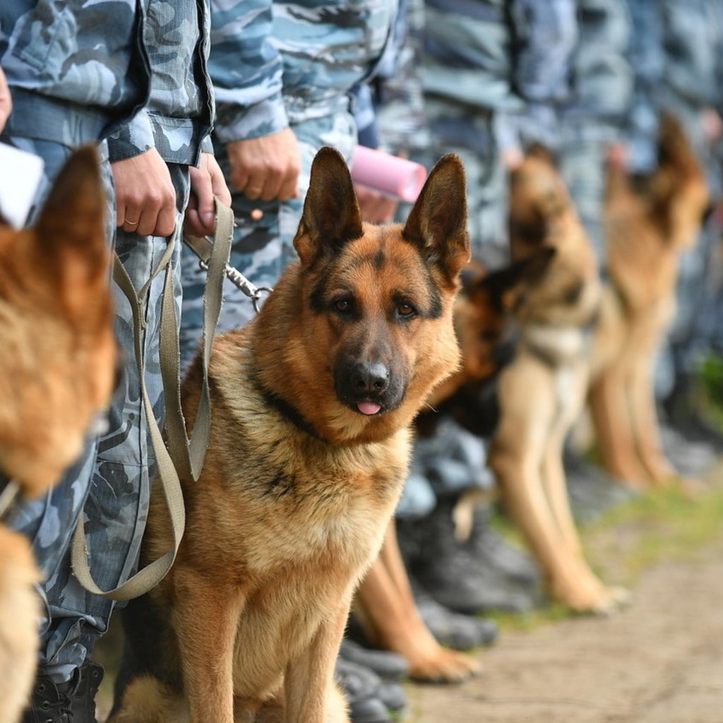 Овчарка кинология