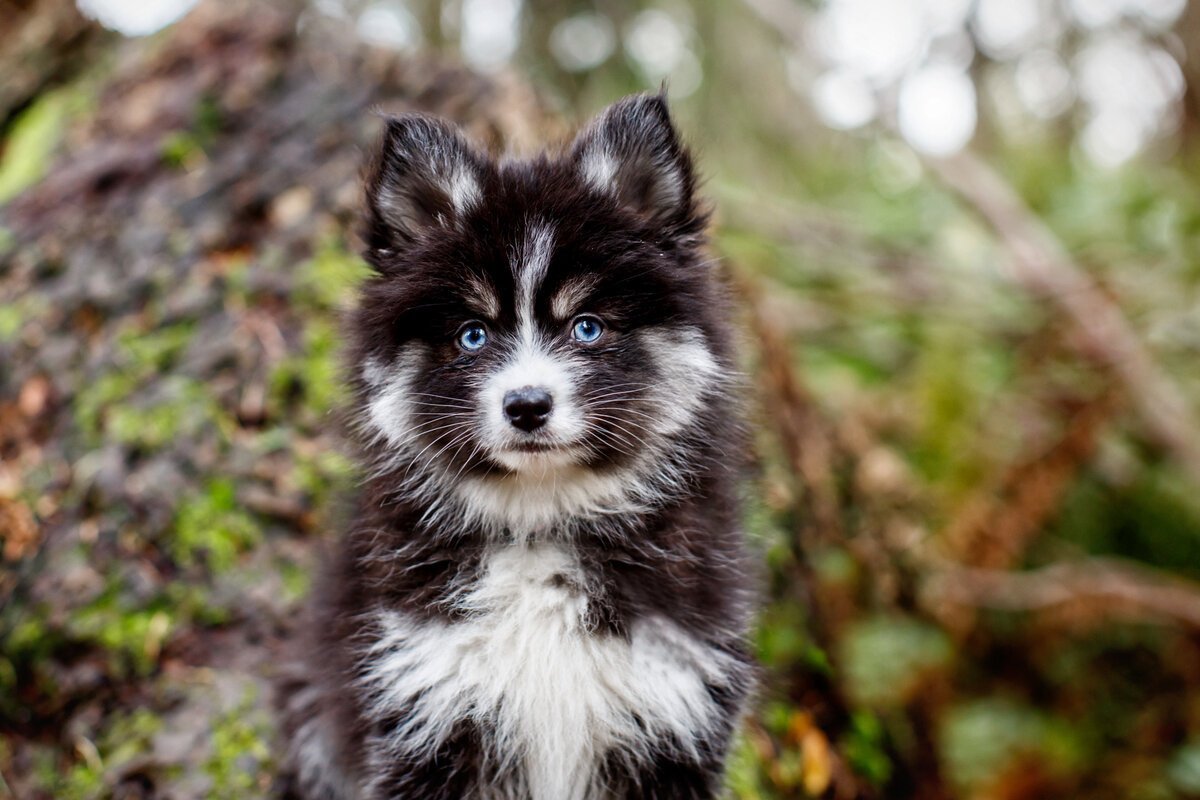 Смесь хаски и стаффорда