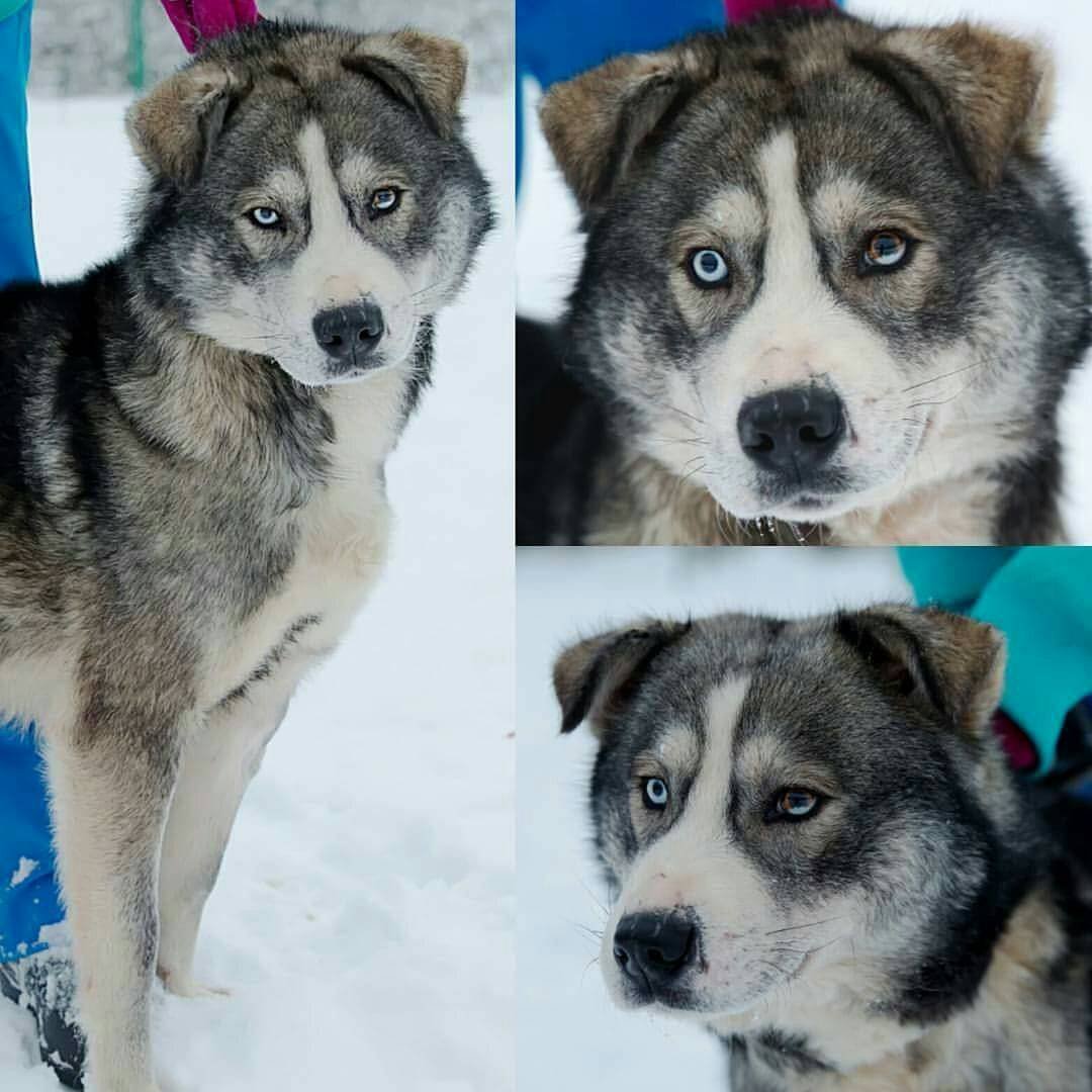 Корги и хаски