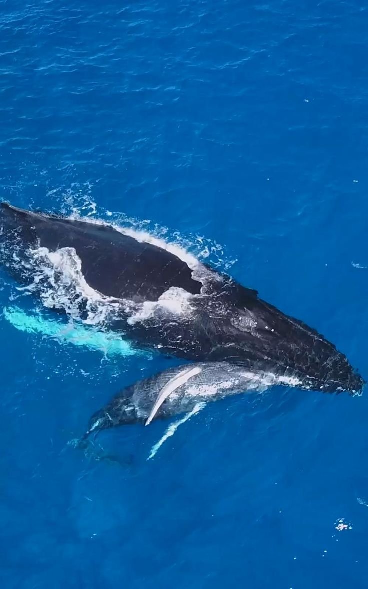 Горбатый кит с детенышем соприкосновение носами