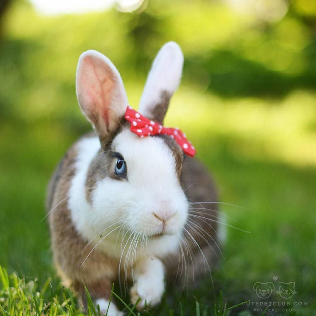 Голубоглазый кролик