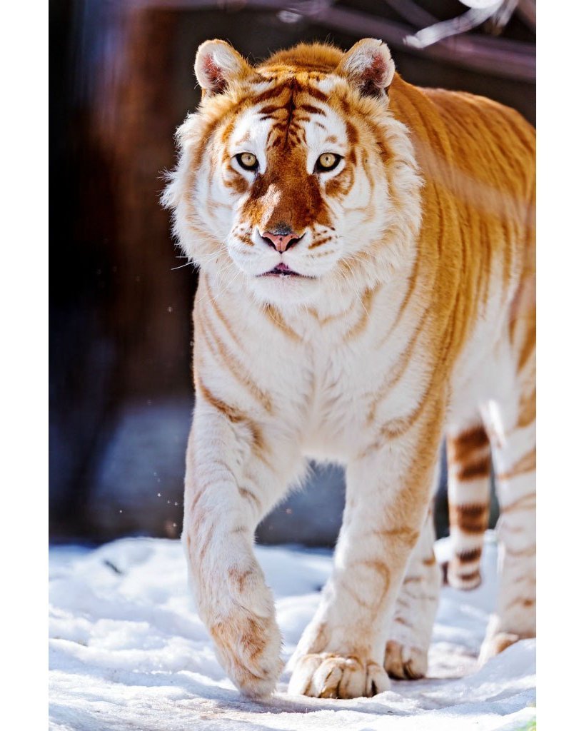 Тигры меланисты