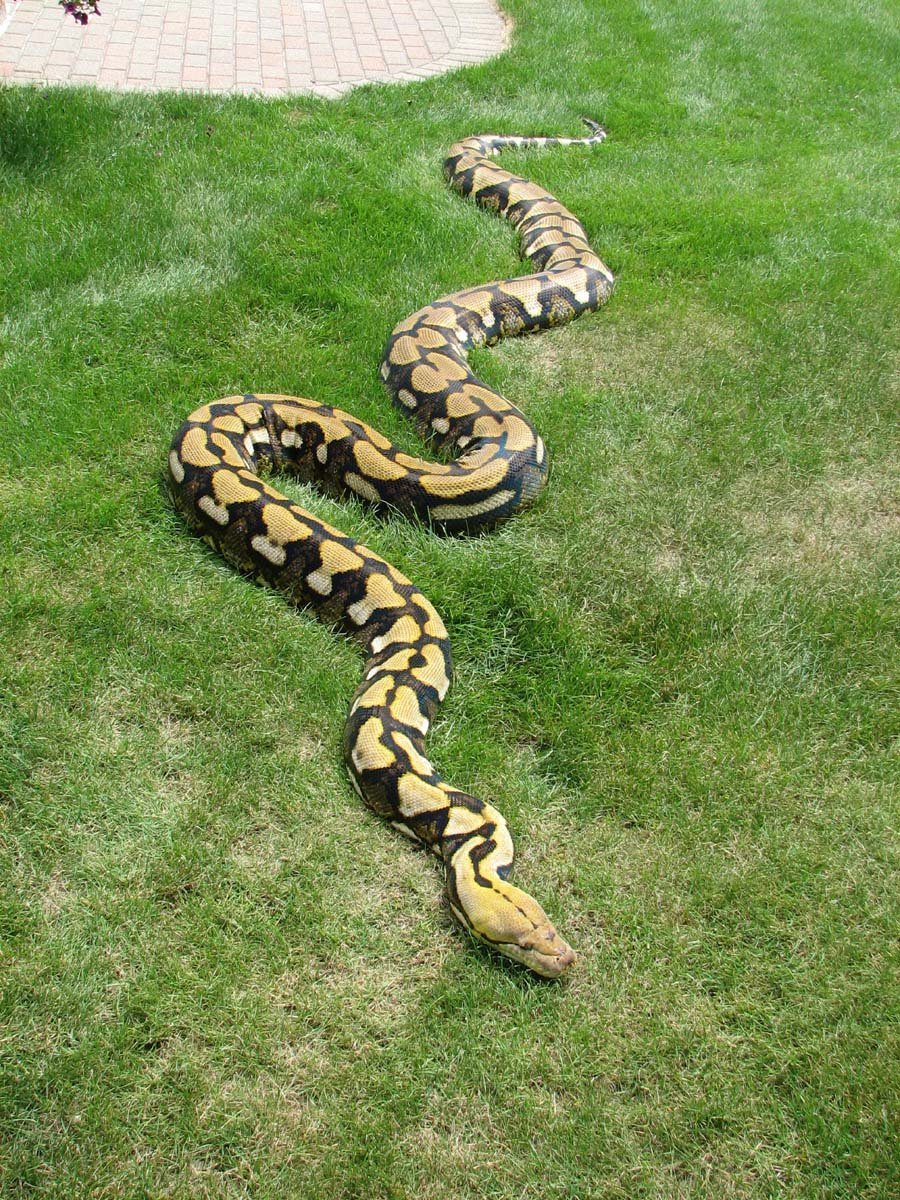 Длинные змейки. Сетчатый питон - 12,2 м. Змея сетчатый питон. Сетчатый питон 7.5 метров. Джампейский сетчатый питон.