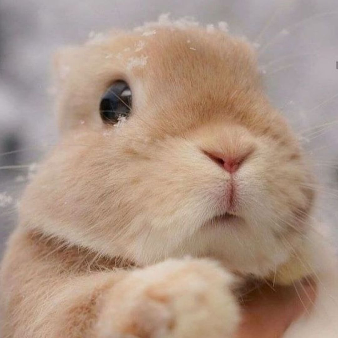 Вислоухий минор кролик