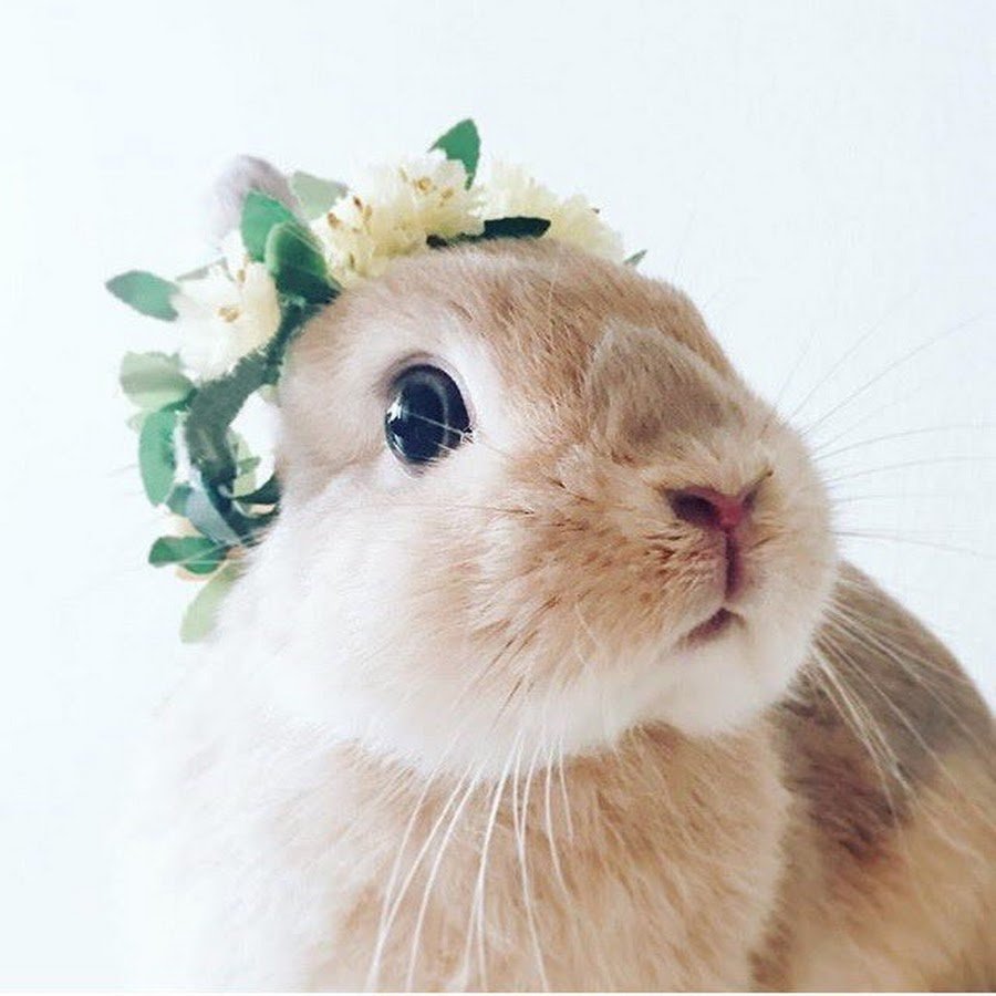 Милый кролик