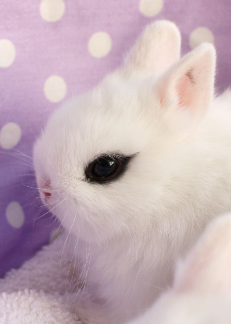 Карликовый хотот