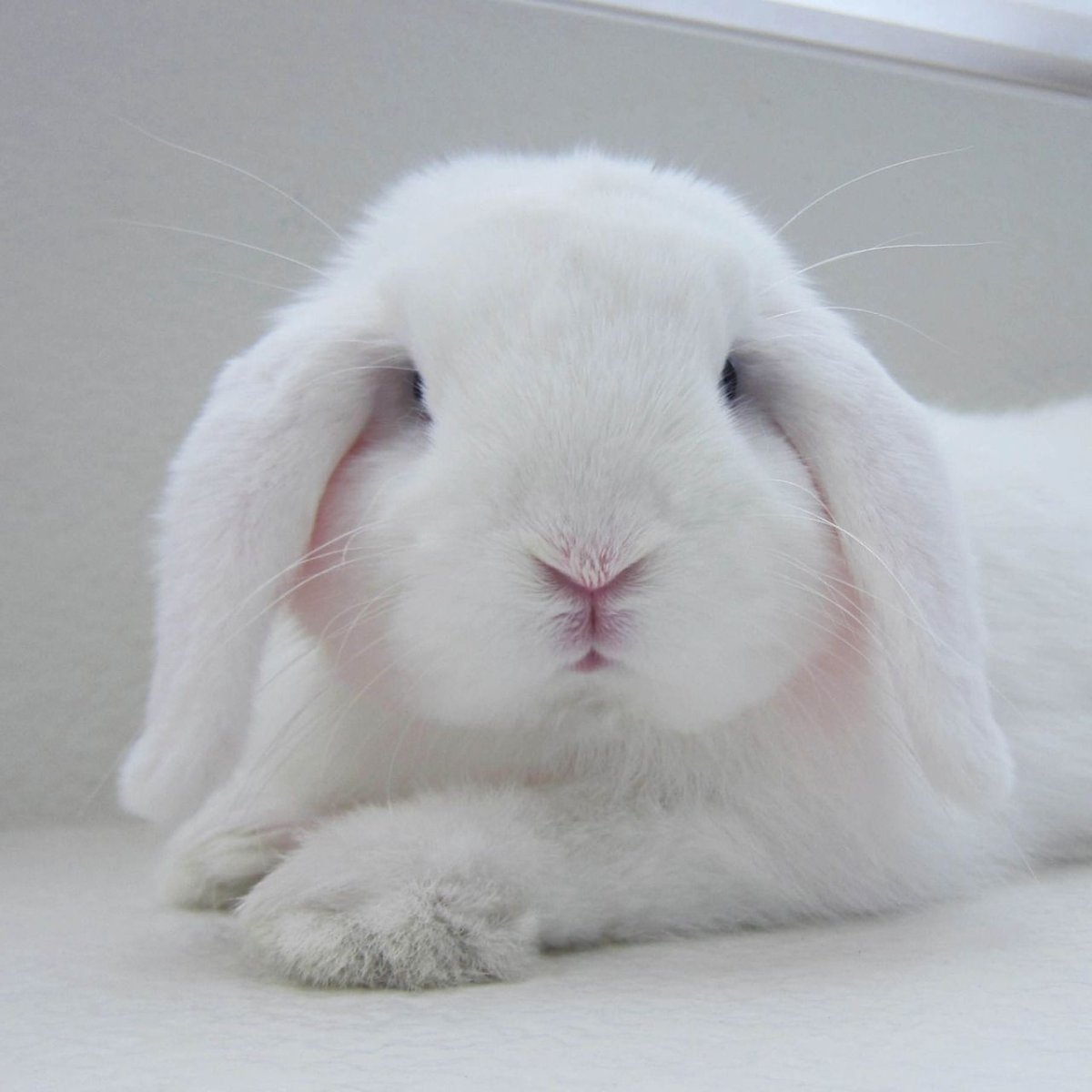 Заяц Эстетика