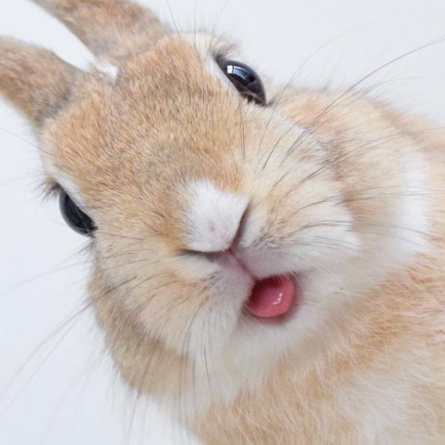 Белый пушистый зайчик