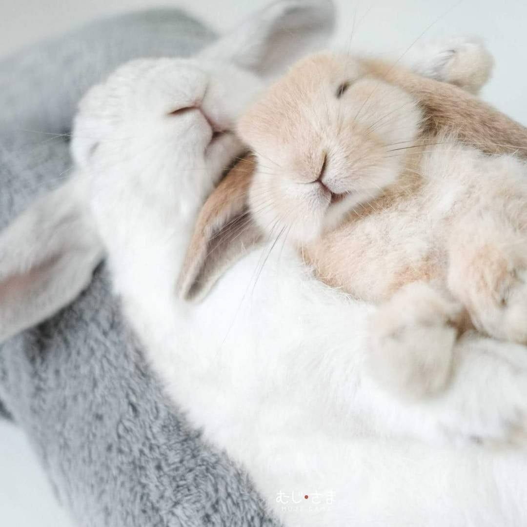 Настоящие зайчики