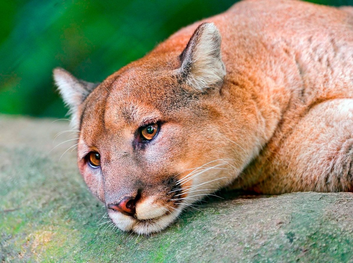 Eudocima phalonia бабочка