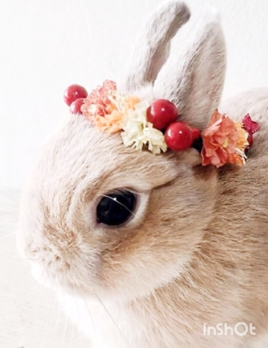 Милые кролики