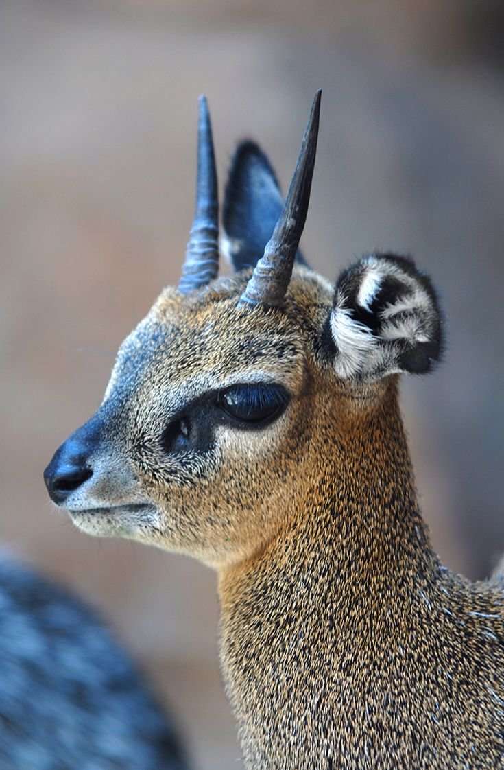 Амурский тигр альбинос