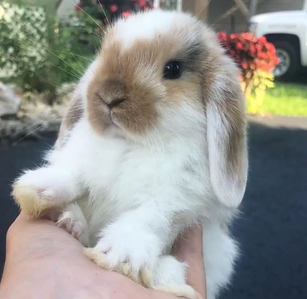 Карликовый Русак кролик
