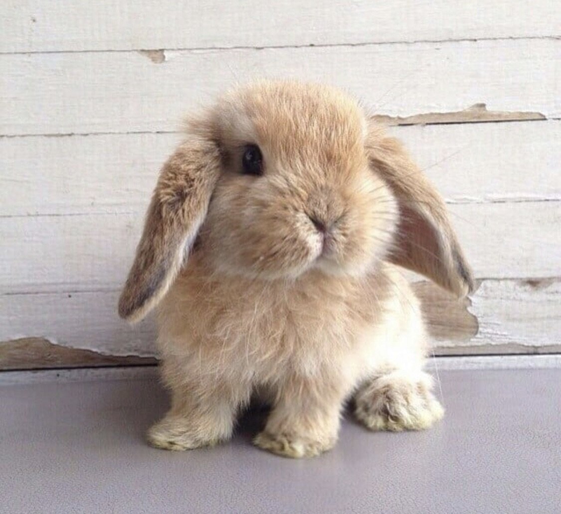 Вислоухий британский кролик карликовый