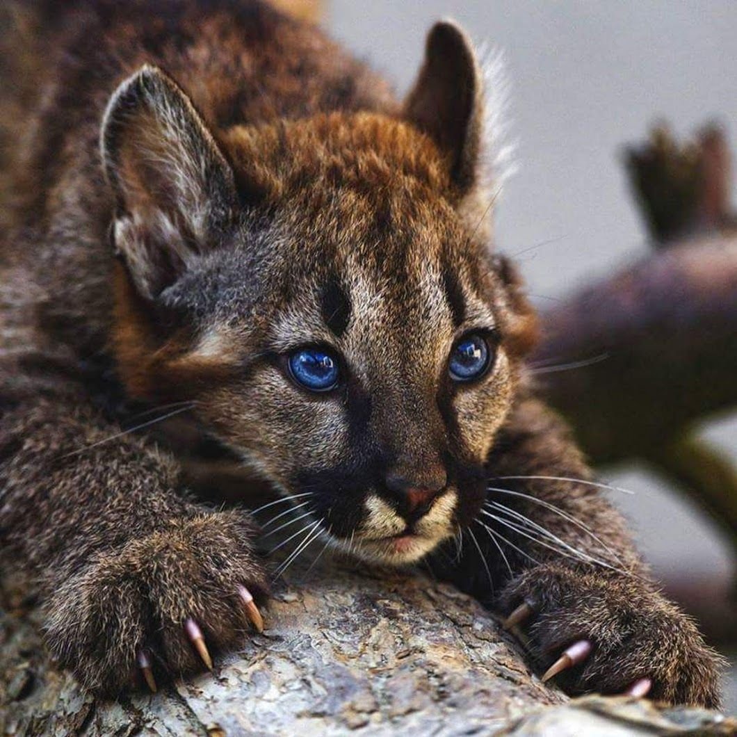 Иберийская (испанская) Рысь