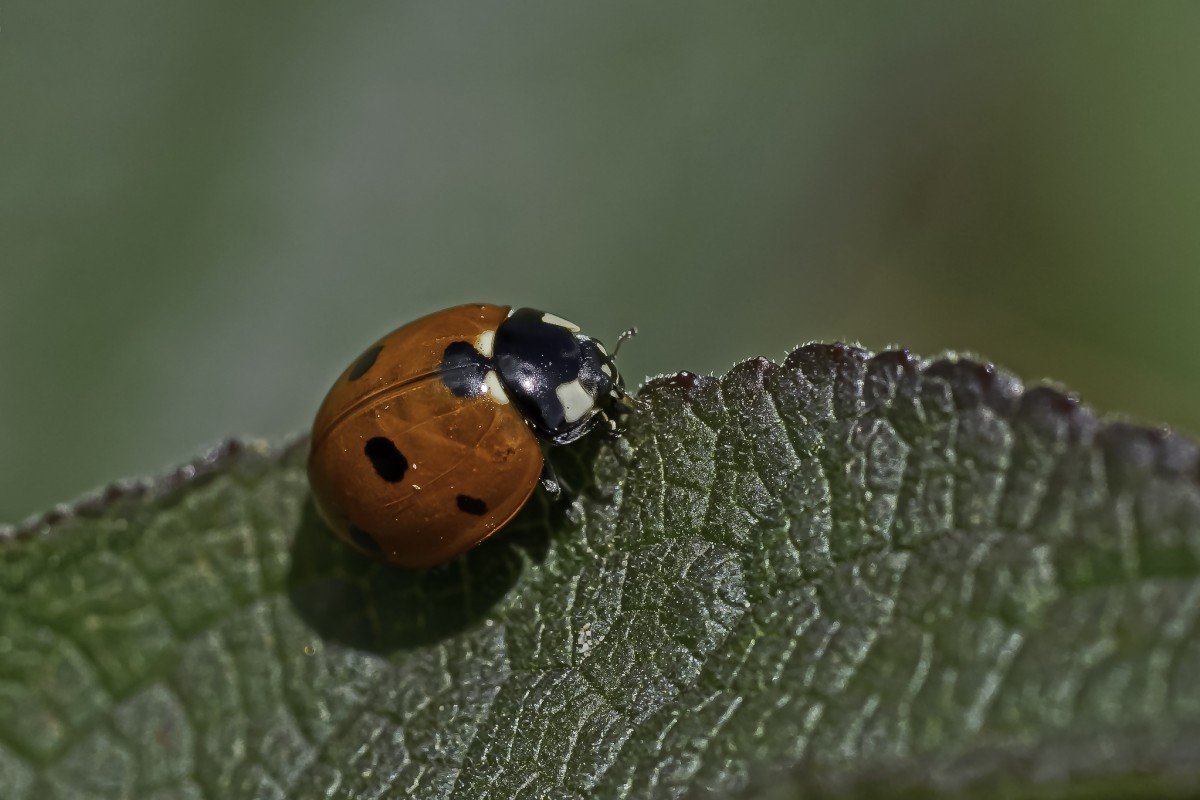 Жук солдатик черный