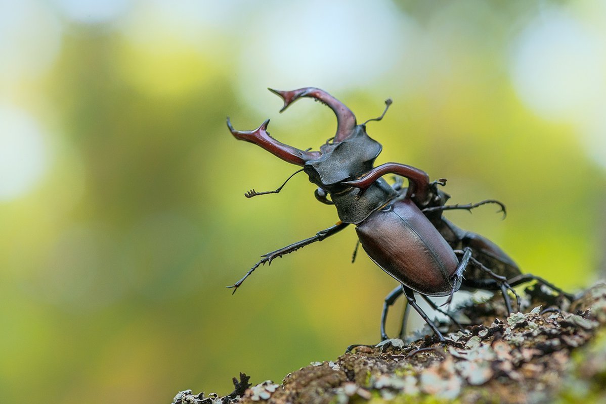 Пестрянка Астрагаловая