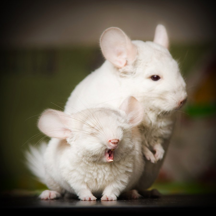 Шиншилла белая