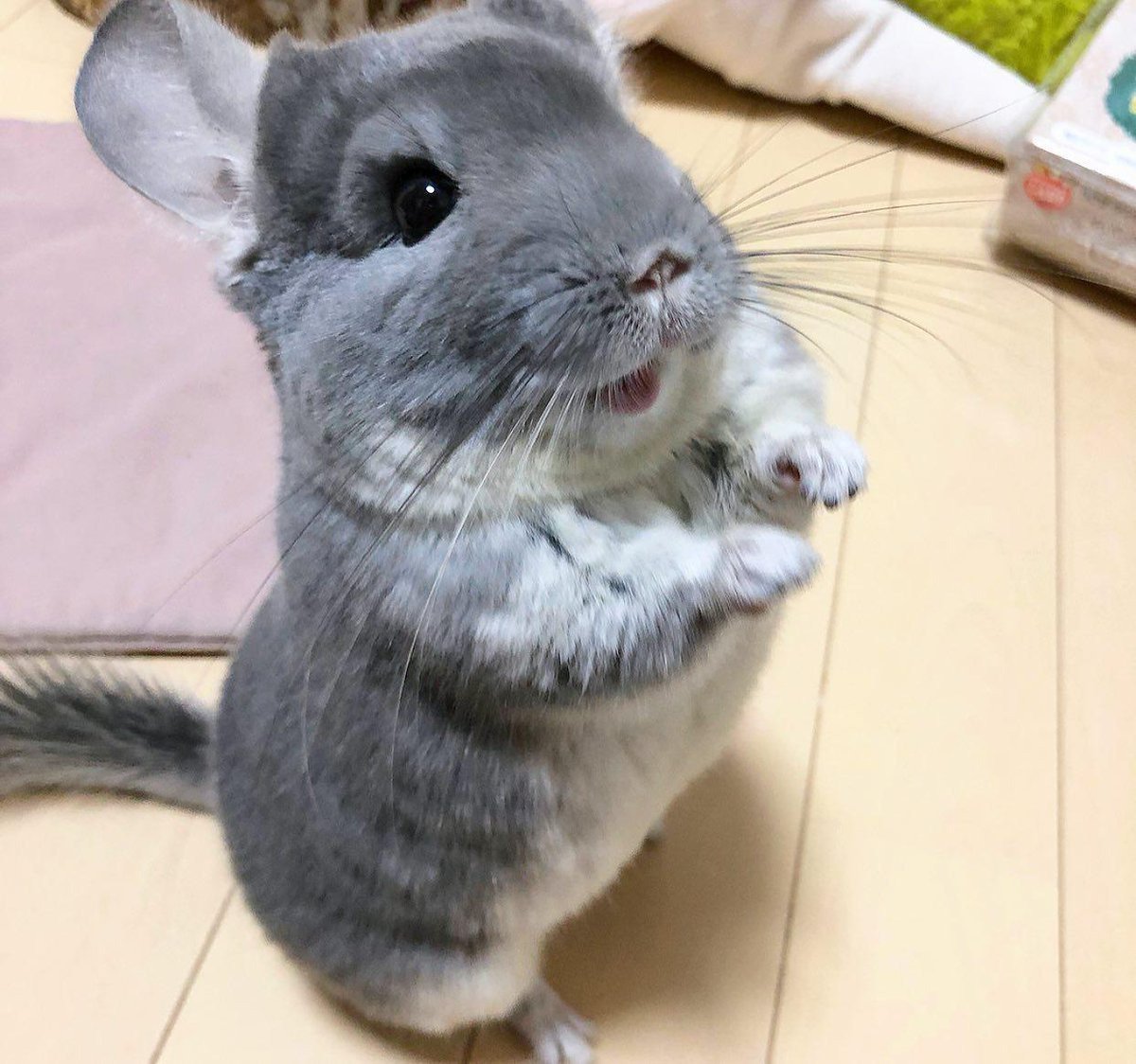 Австралийская шиншилла