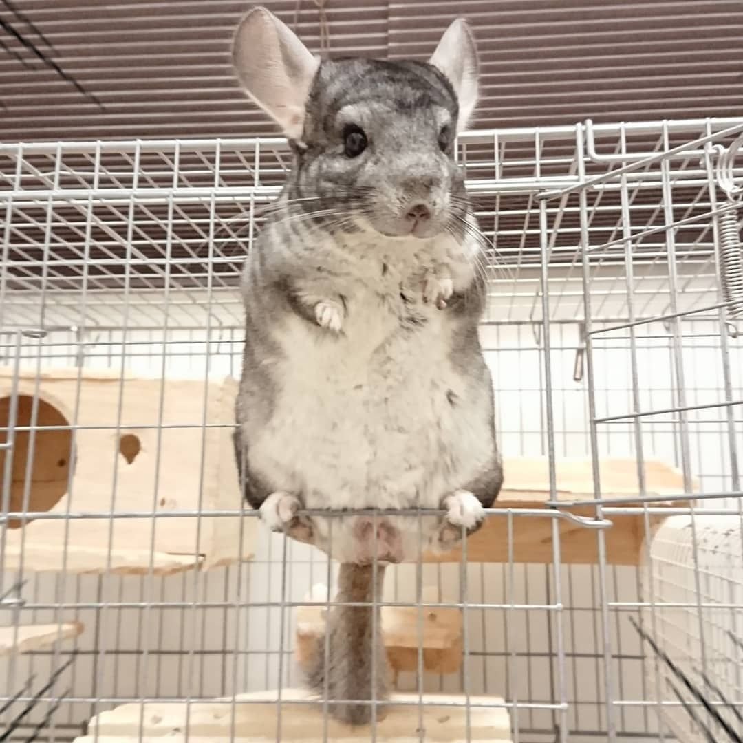 Шиншилла в прыжке