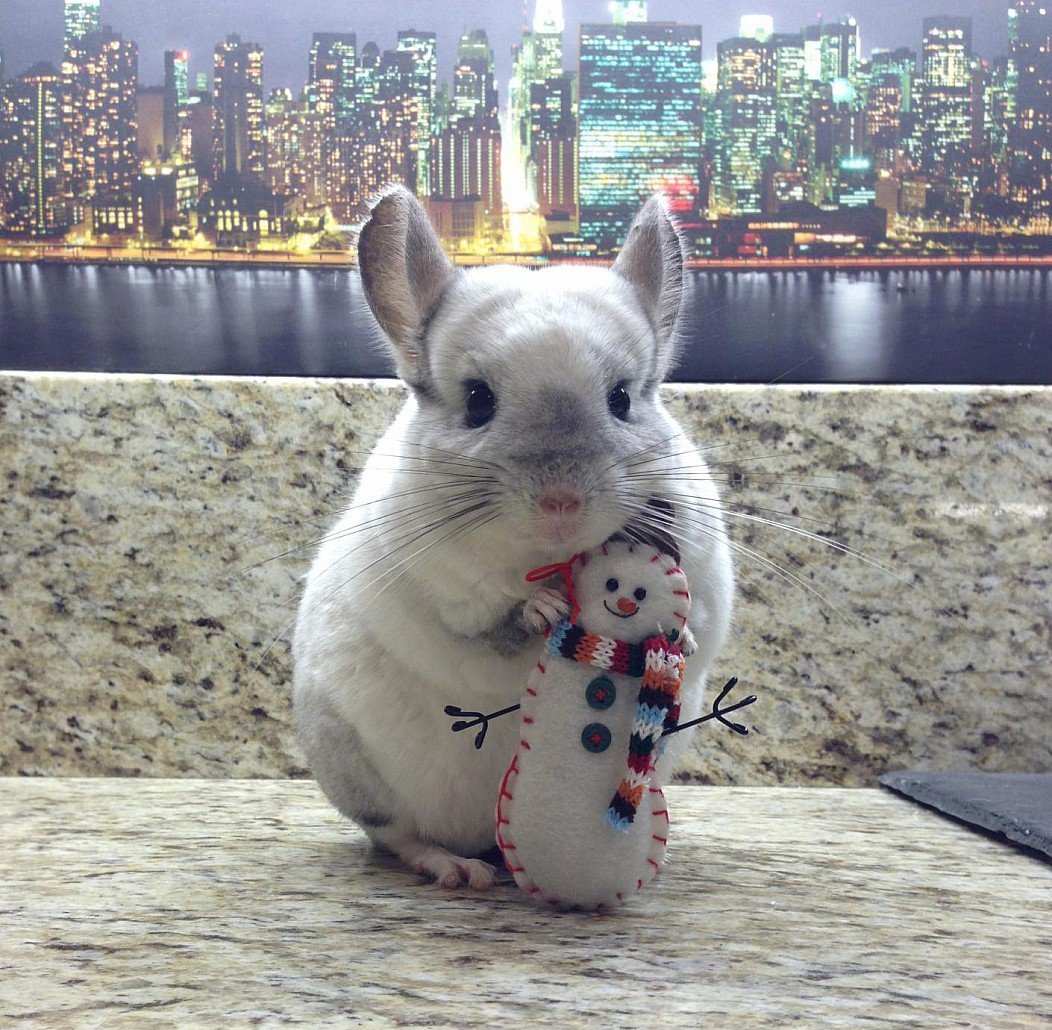 Галако шиншилла