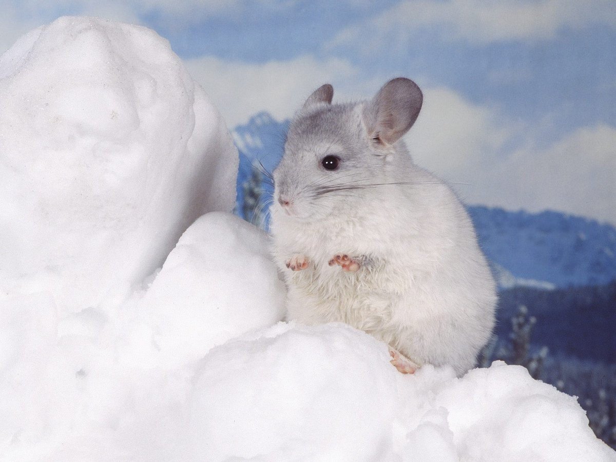 Шиншилловая крыса