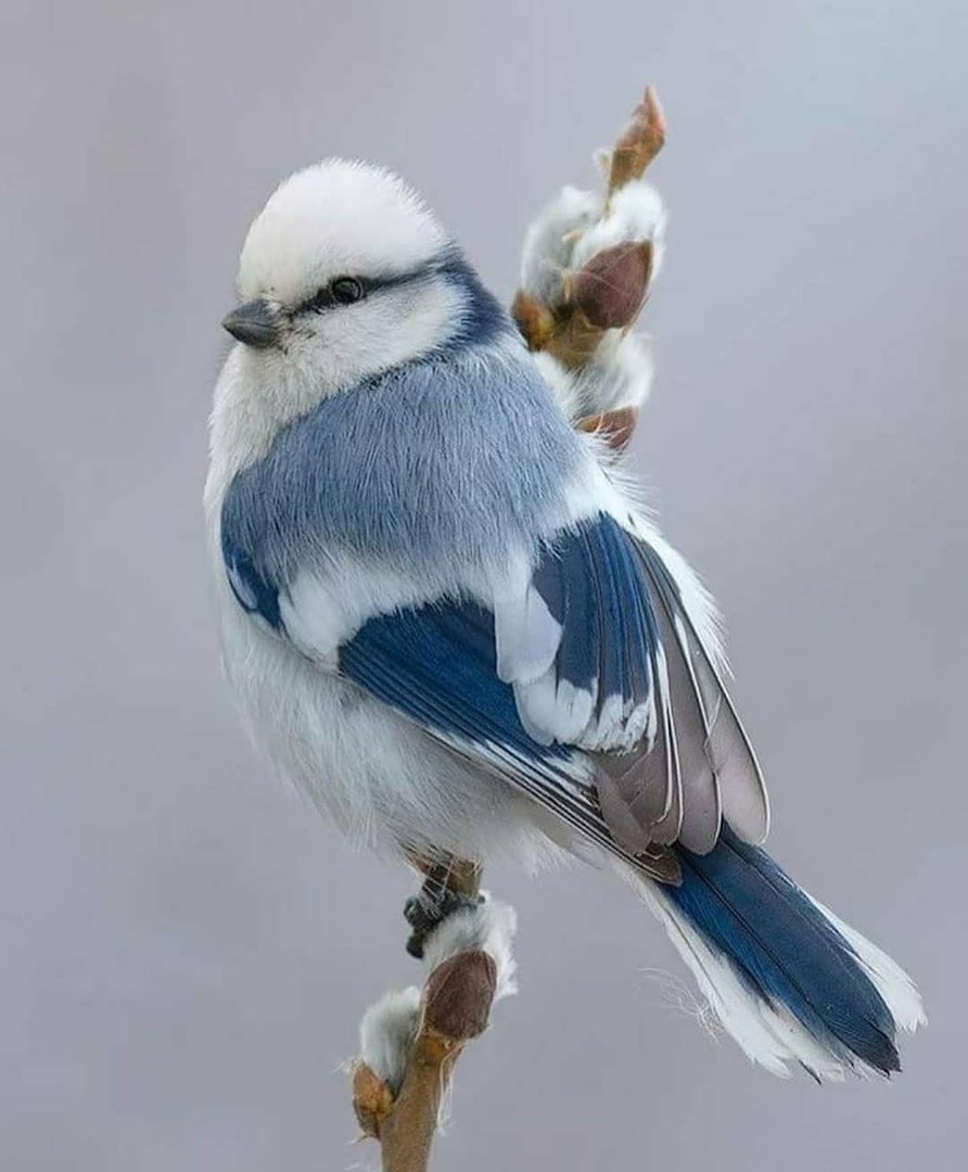 Good morning птицы