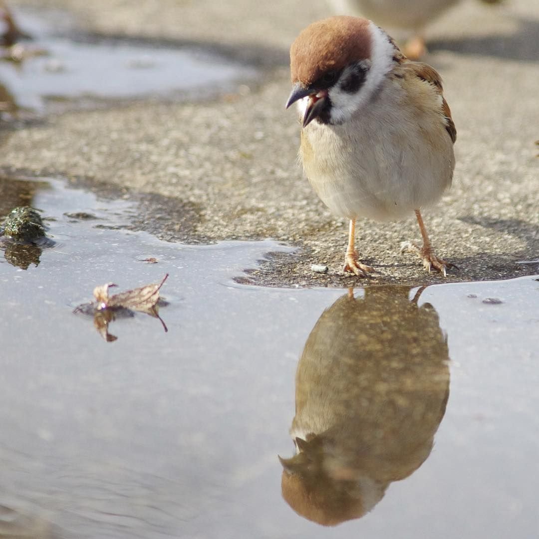 Зарянка горихвостка
