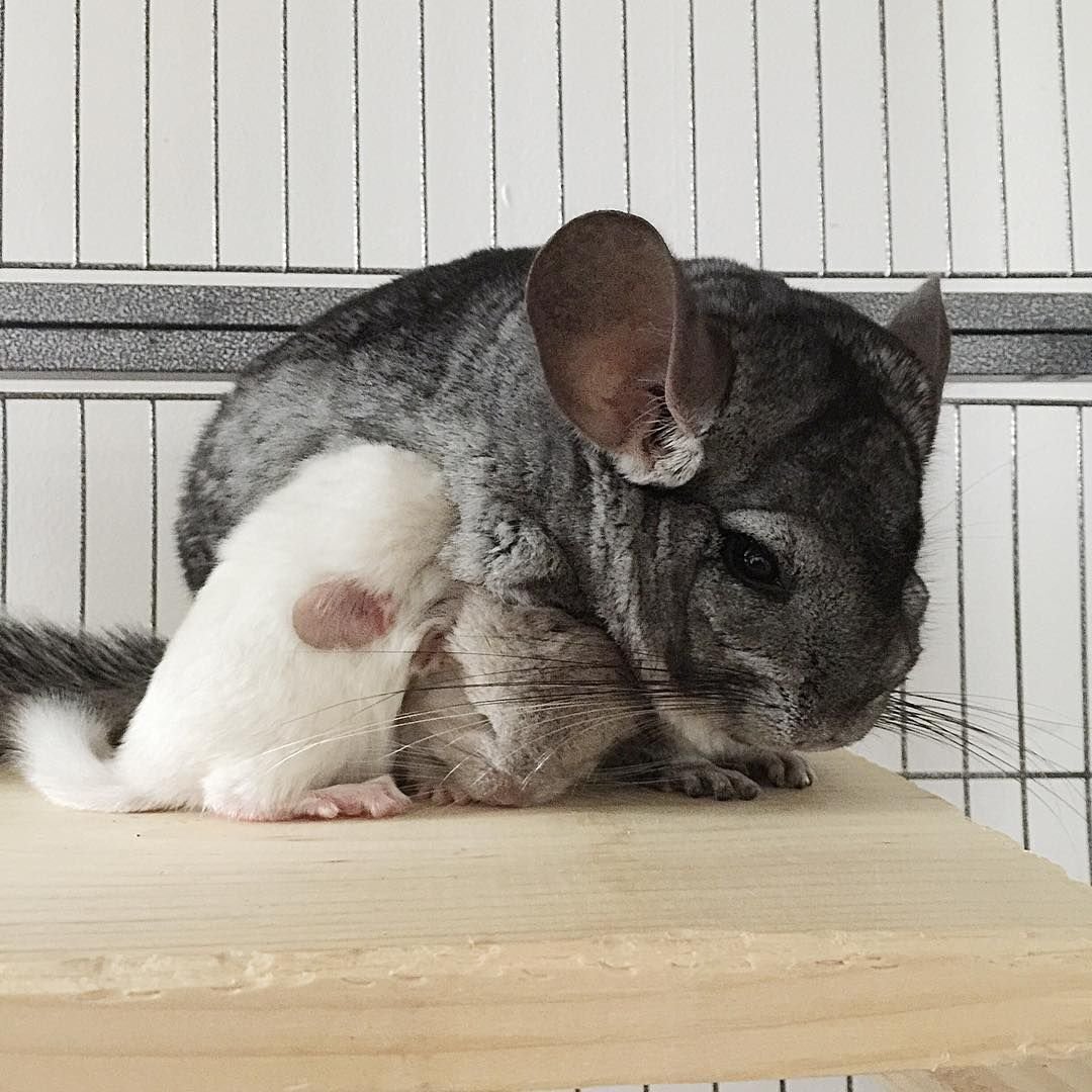 Шиншилла Тамара