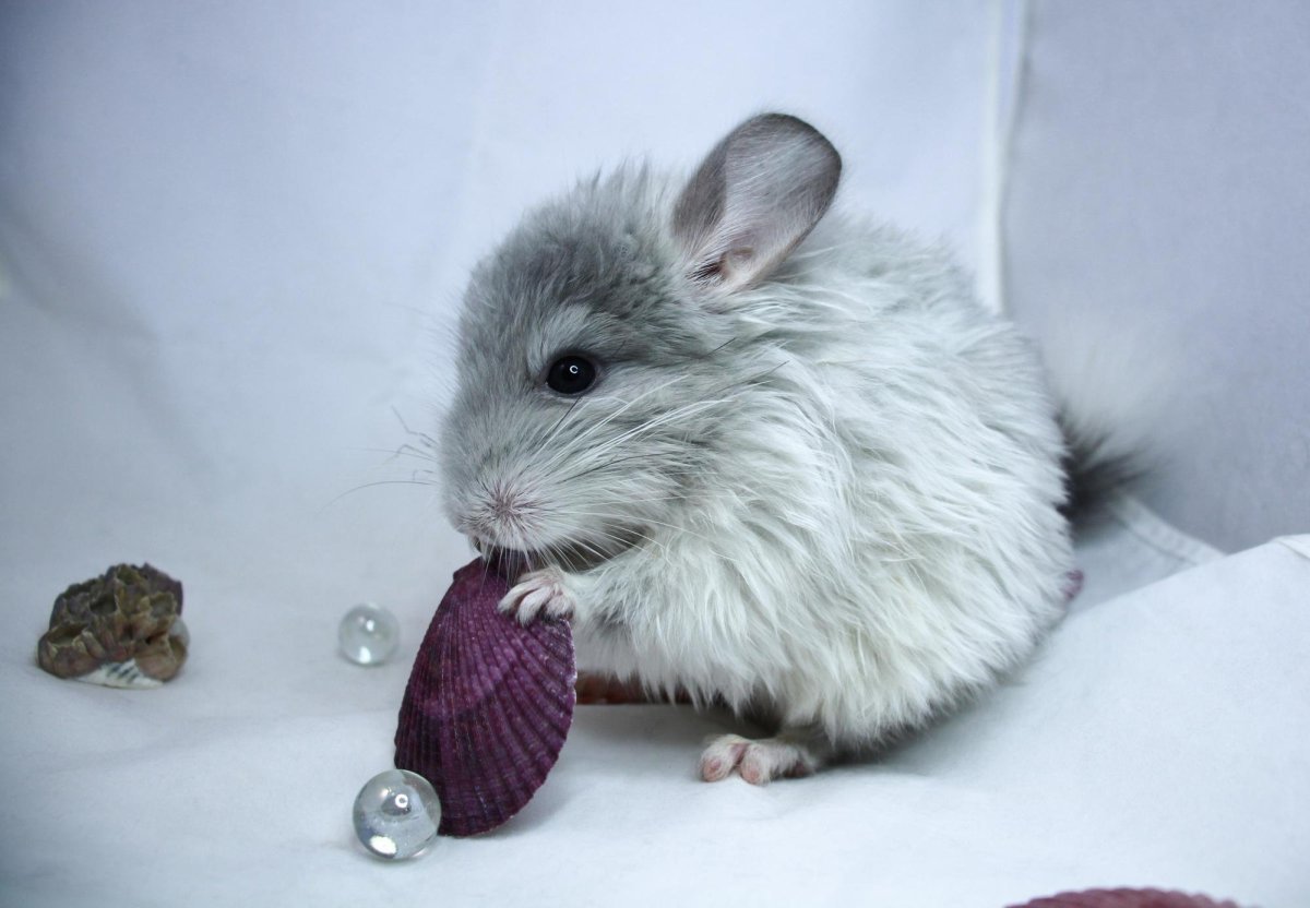 Шиншилла белый бархат