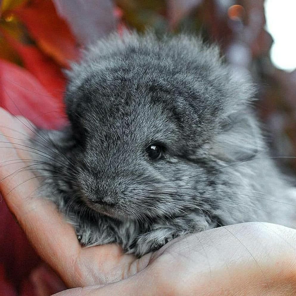 Детеныш шиншиллы