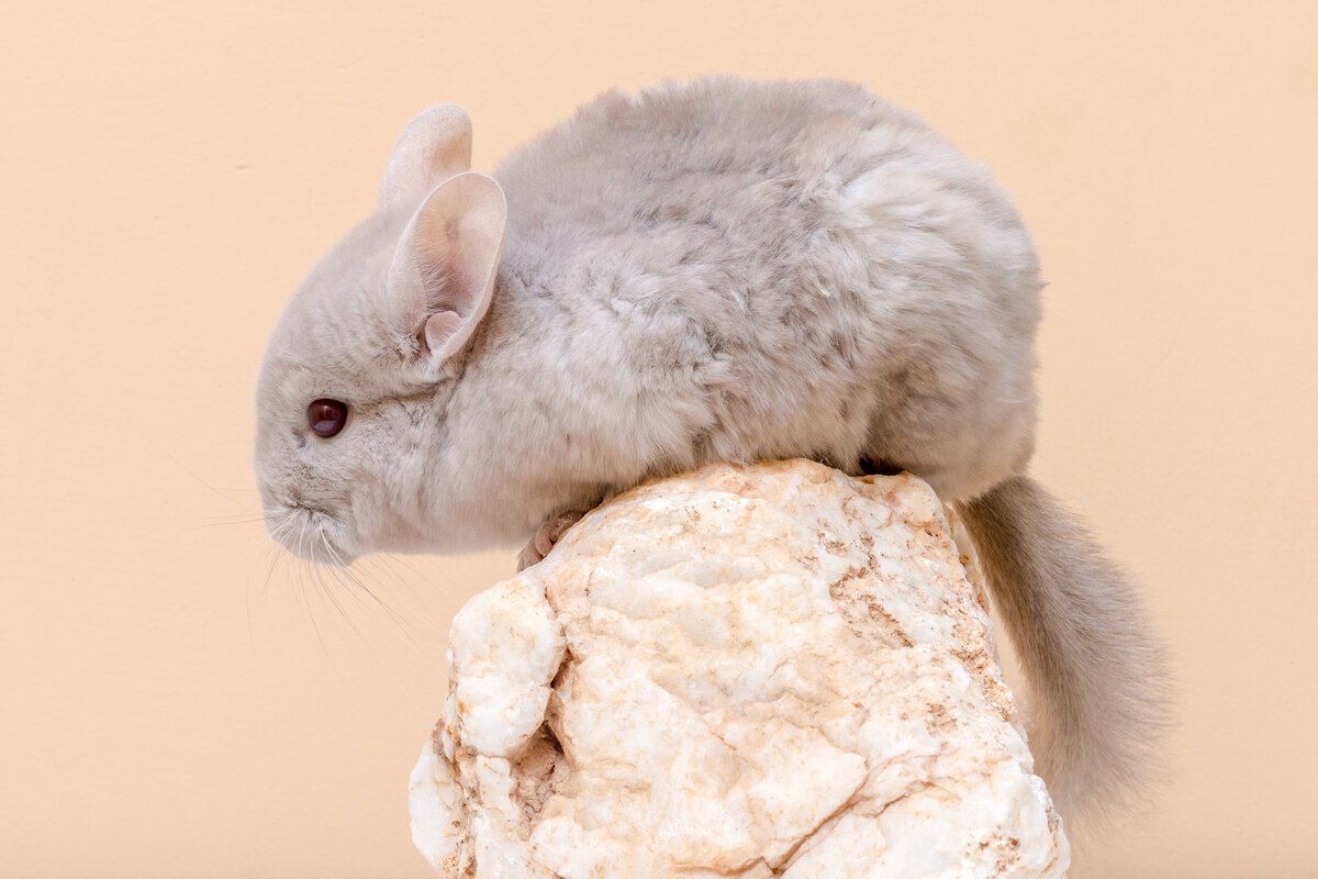 Шиншилла пушистая