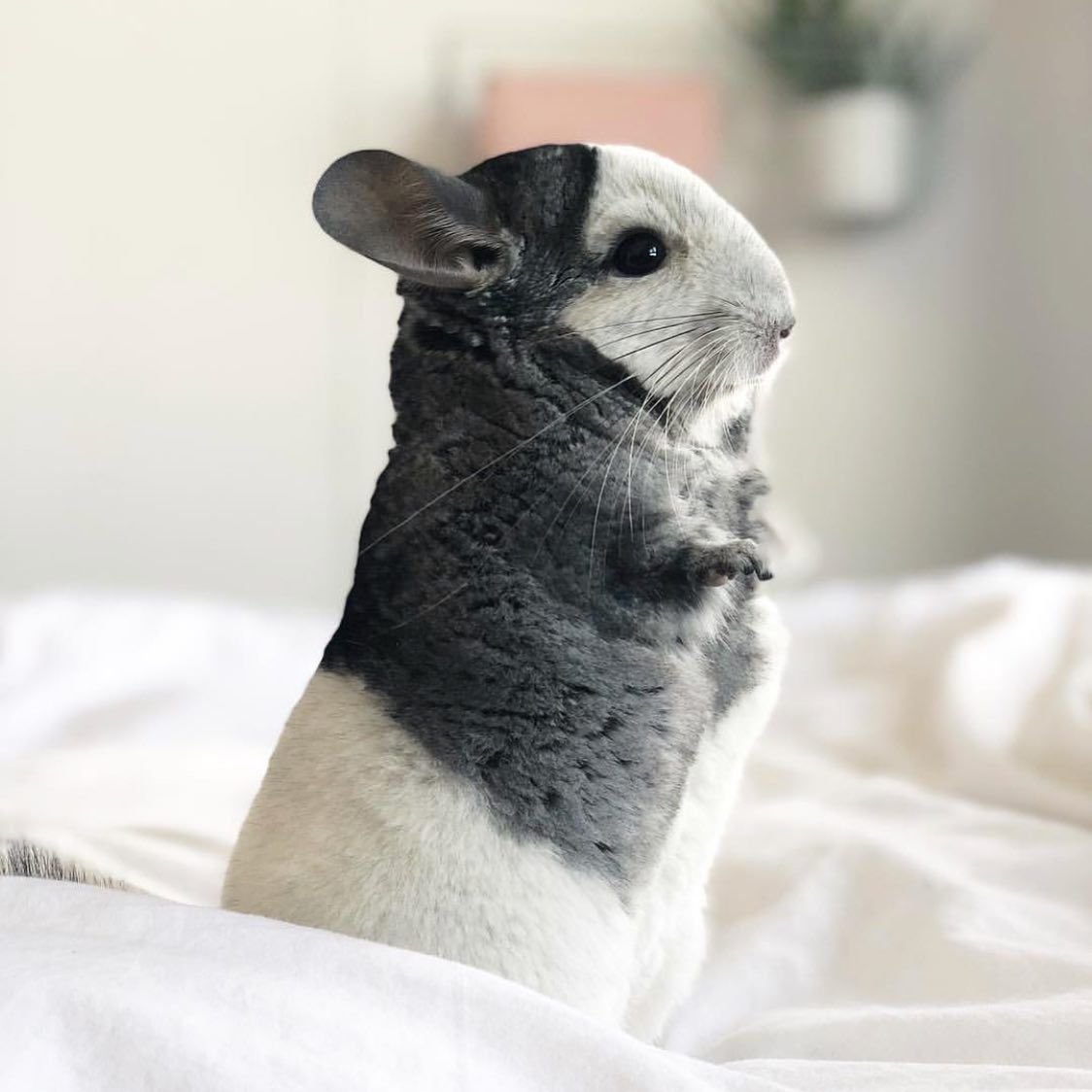 Милые шиншиллы в костюмчиках