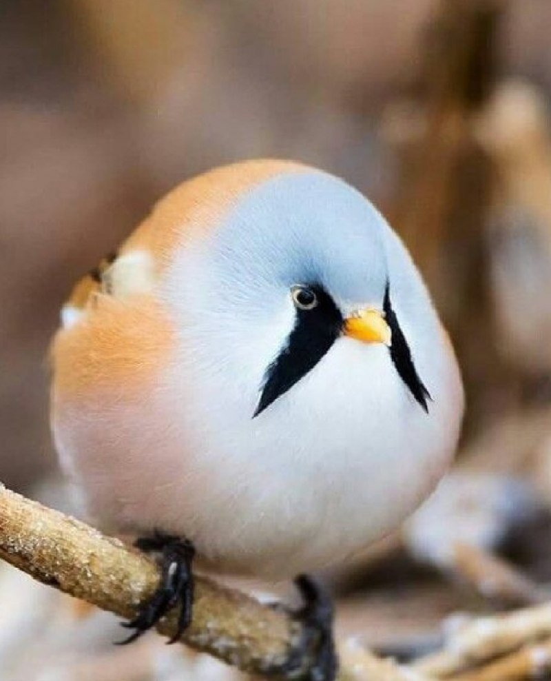 Усатая синица пухлая