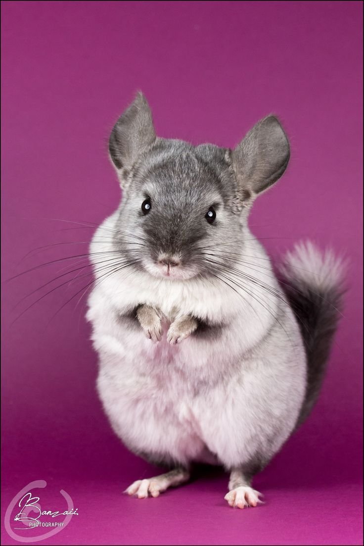 Красивые шиншиллы