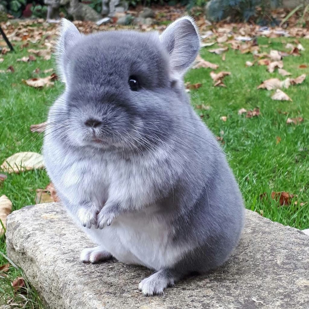 Шиншилла эбони