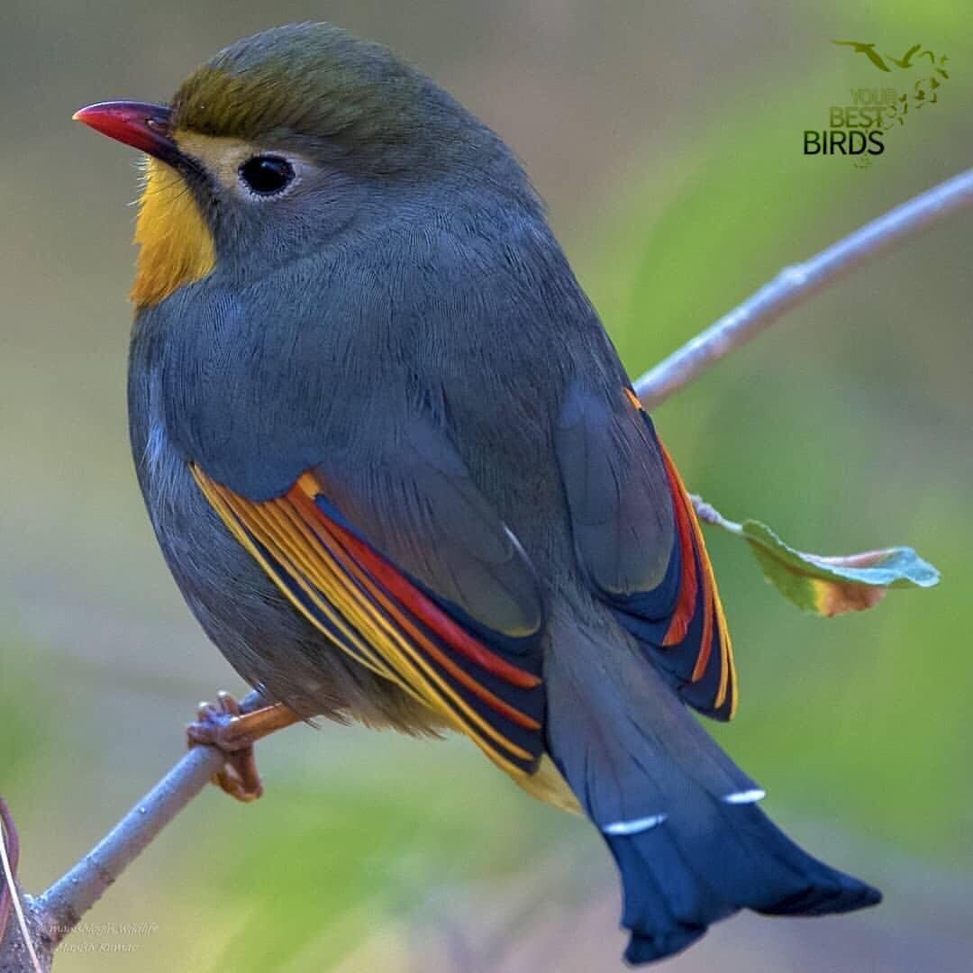 Китайский Соловей Leiothrix lutea