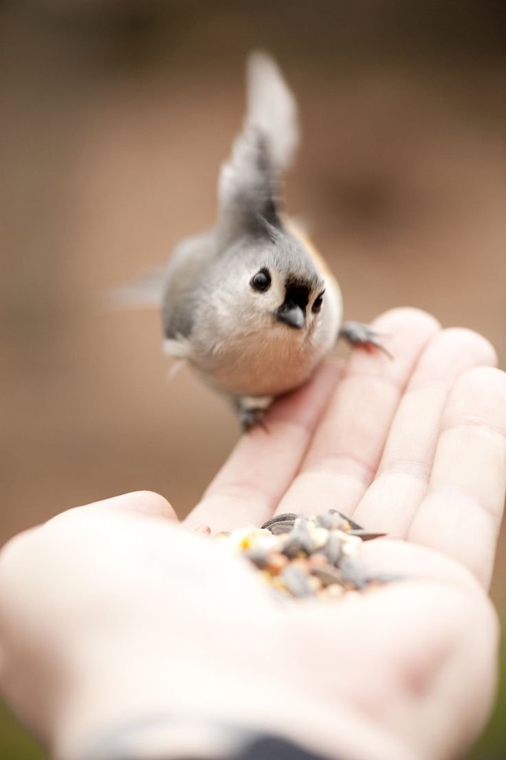 Милые птички