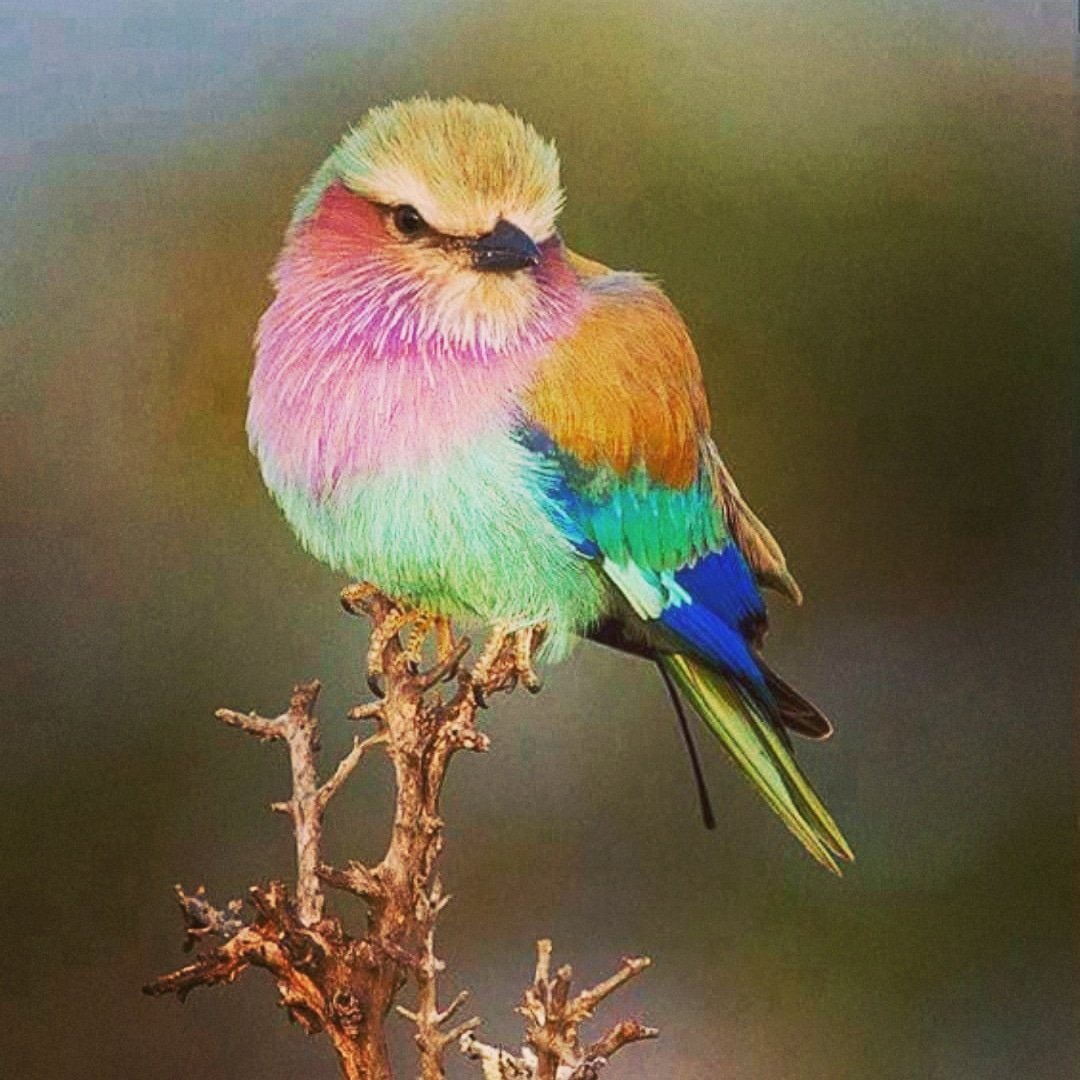 Сиреневогрудая сизоворонка птица