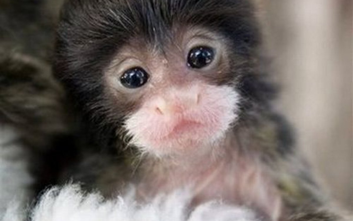 Маленькая обезьянка с хомячком