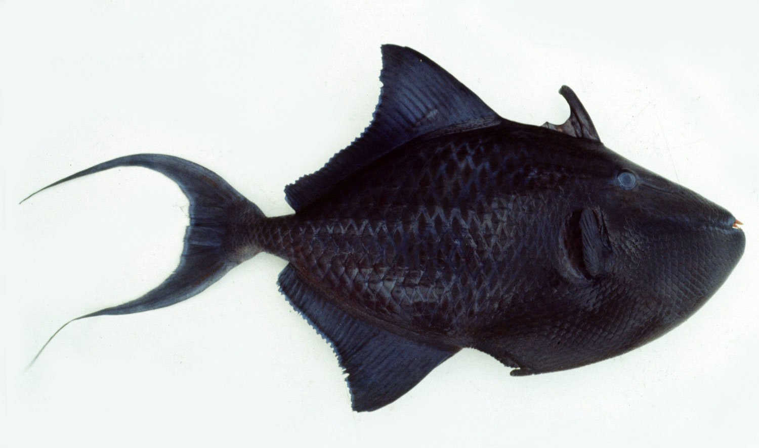 Бывает черная рыба. Черный спинорог рыба. Краснозубый спинорог. Odonus Niger рыба. Рыбка черный спинорог морская.