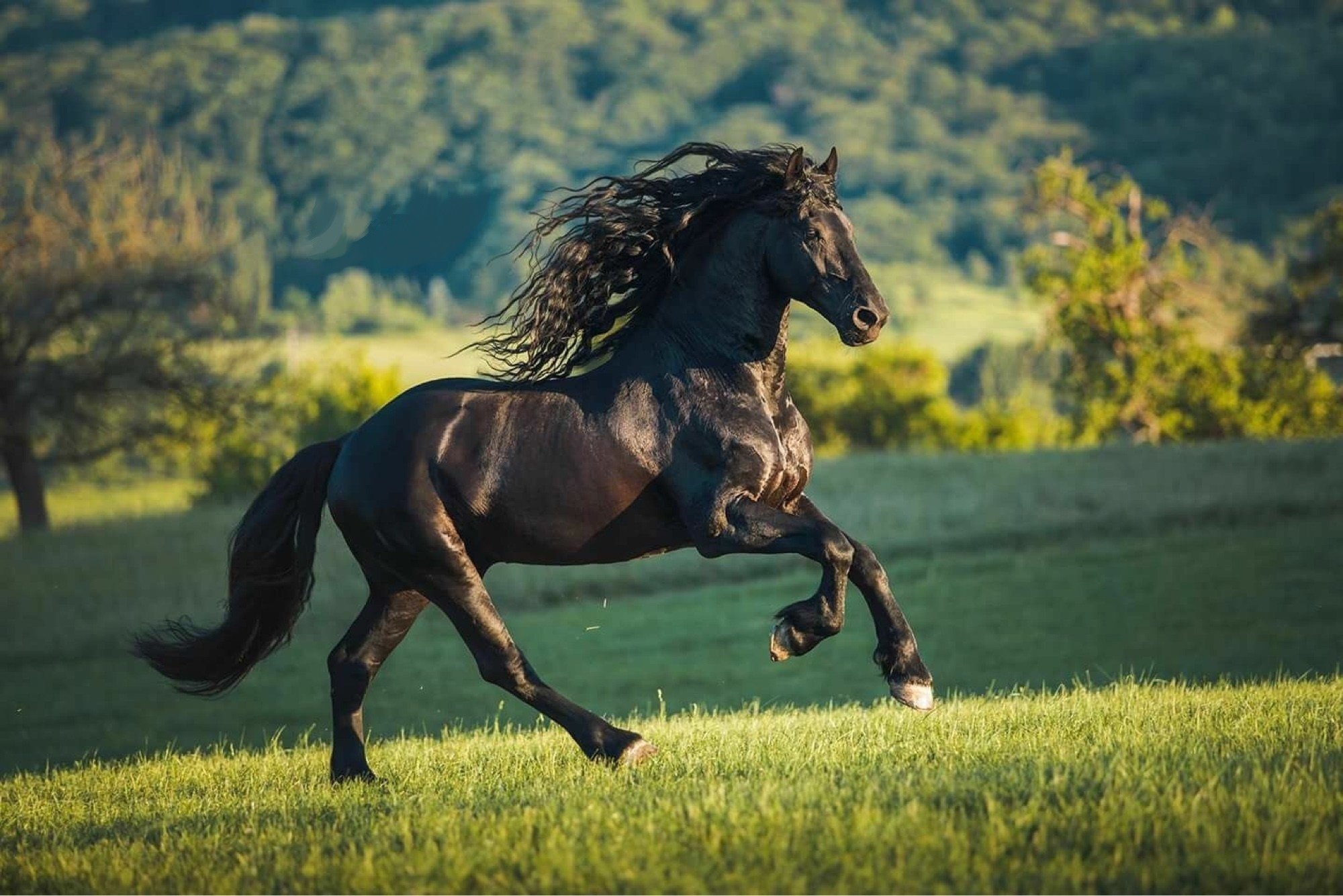 Бесплатны картинки лошади. Гнедой Мустанг. Лошадь гнедой Мустанг. Фризская лошадь гнедая. Гнедой Мустанг черный.