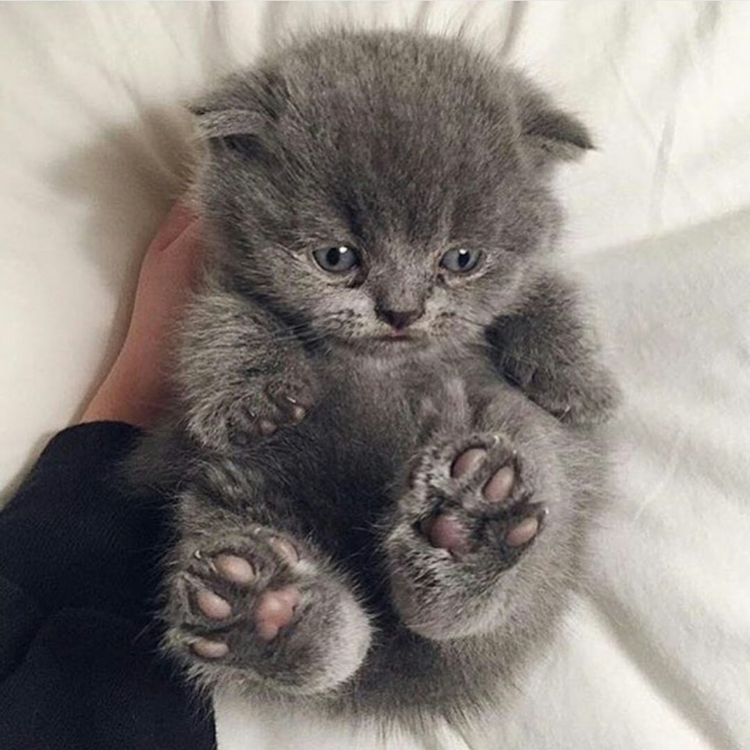 Котёнок маленький пушистый комочек