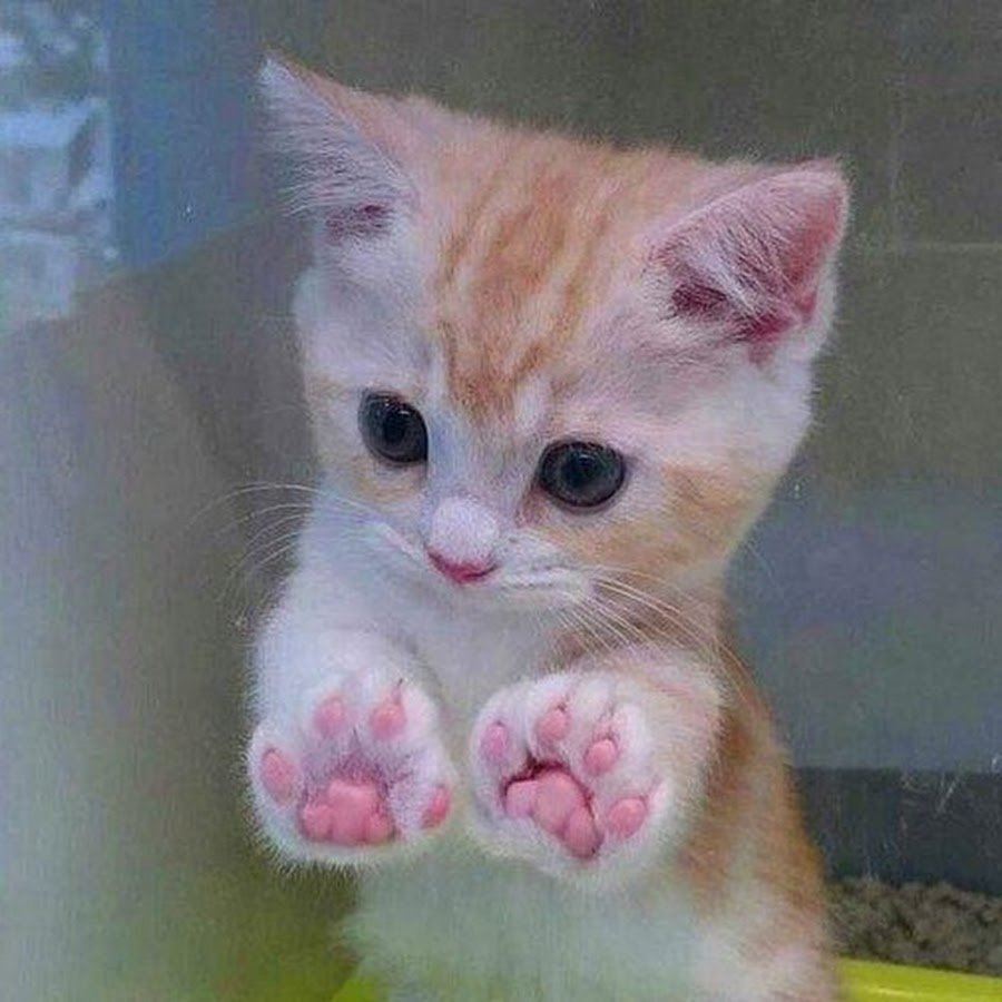 Видео про котят смешное до слез