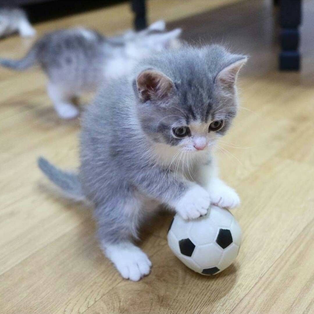 Мяч с котенком