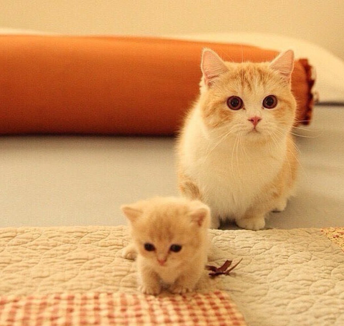 Манчкин рыжий котенок