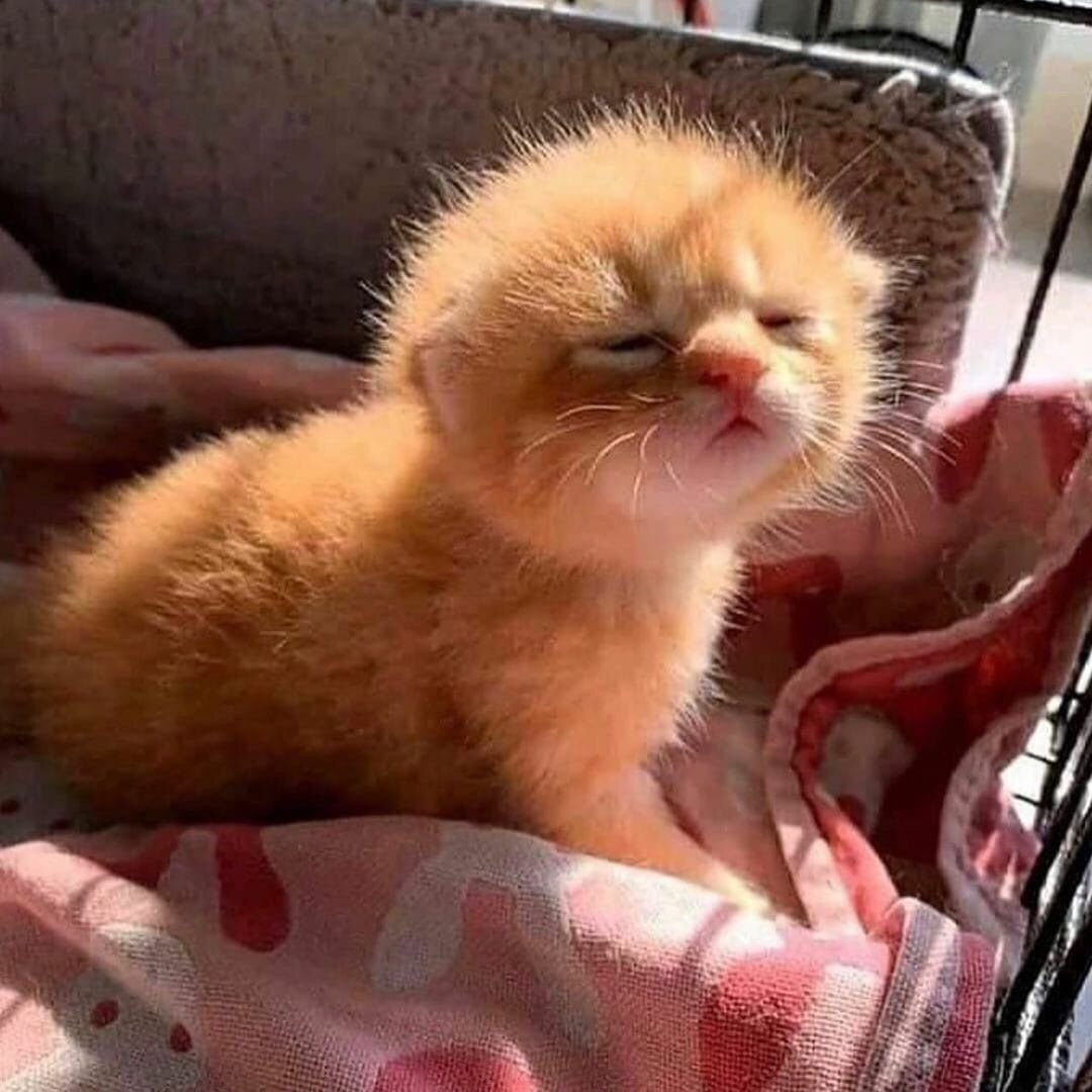 Рыжий котик проснулся