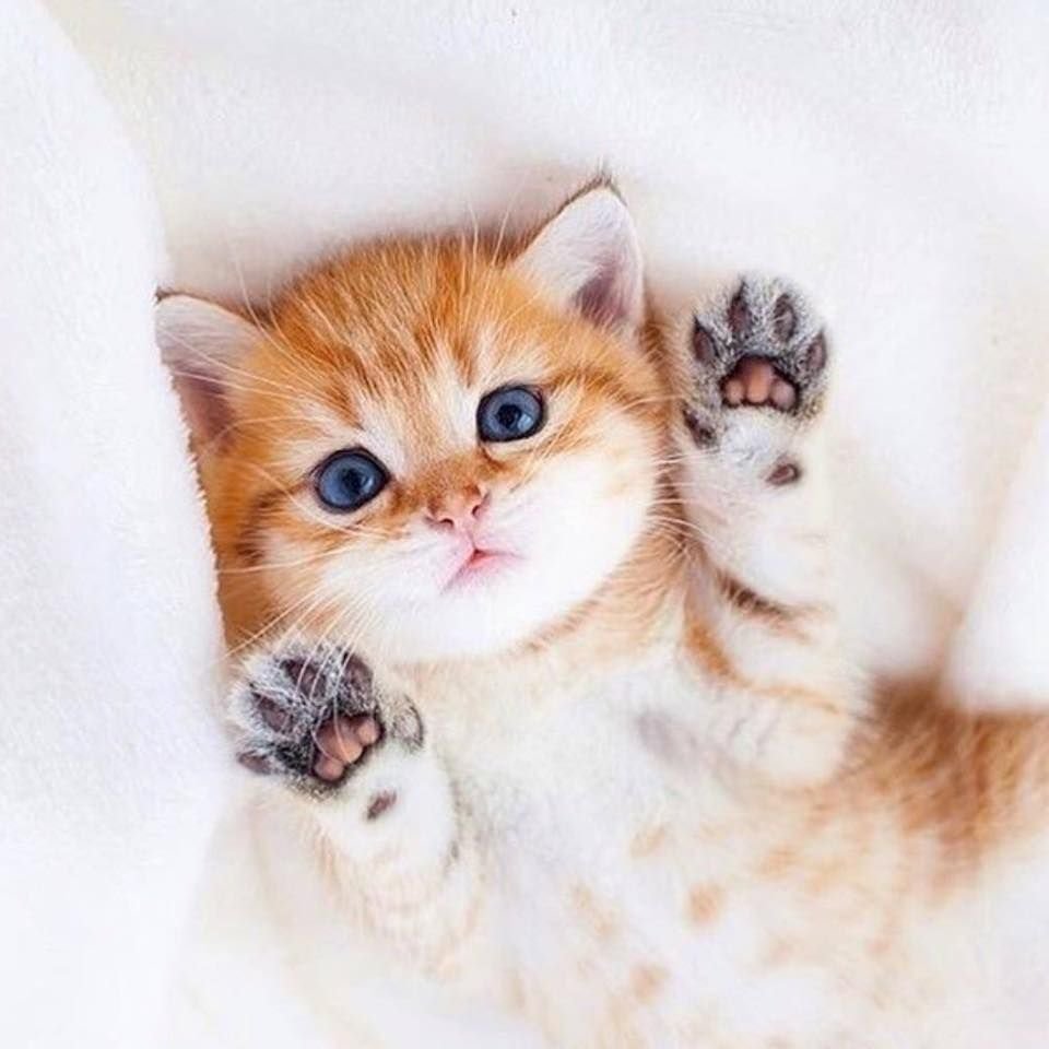 Милый котик