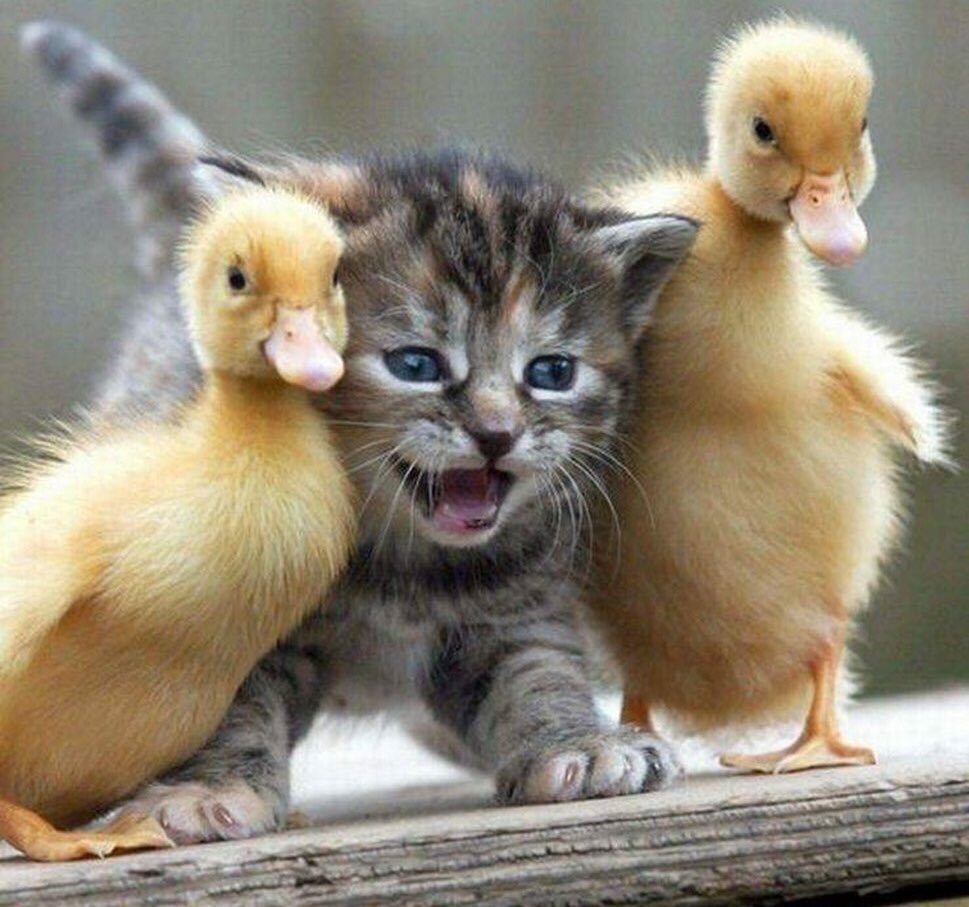 Смешные милые зверюшки