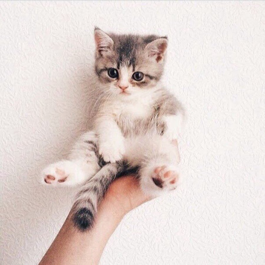 Котята Эстетика